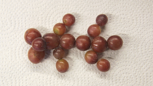 Illustration for article titled 16 Grapes That, When Arranged Just So, Resemble A Hugely Muscular Ant
